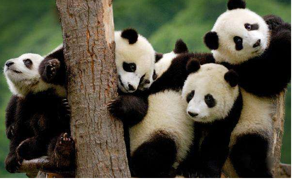 中国十大国宝动物，盘点我国最珍贵的濒危动物