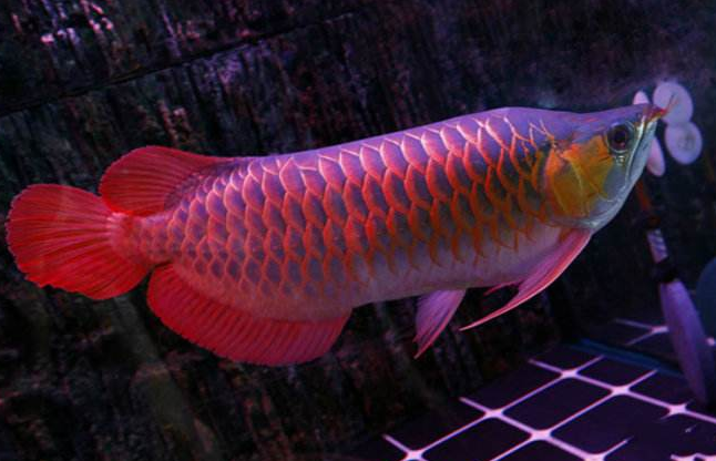 红龙鱼品种排行，红龙鱼的品种与区别