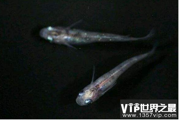 小型冷水观赏鱼排行榜，最好养的小型冷水鱼在这