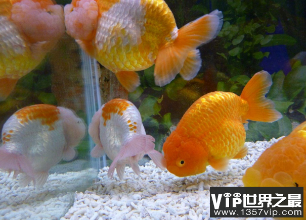 小型冷水观赏鱼排行榜，最好养的小型冷水鱼在这