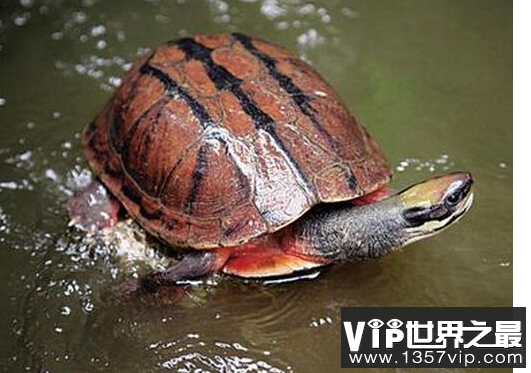 什么乌龟最名贵？盘点中国十大名贵乌龟 