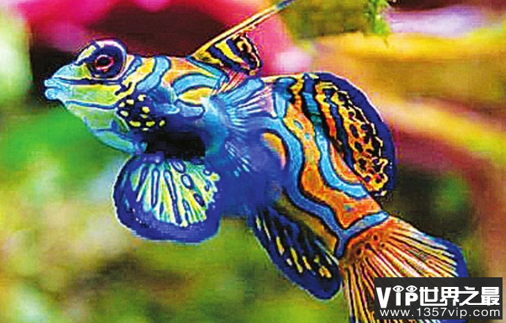 十种最漂亮的热带鱼，世界上最美的热带鱼（附图片）