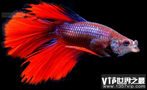 十种最漂亮的热带鱼，世界上最美的热带鱼（附图片）
