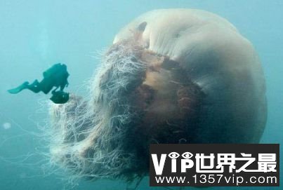 世界上最大的水母：北极霞水母