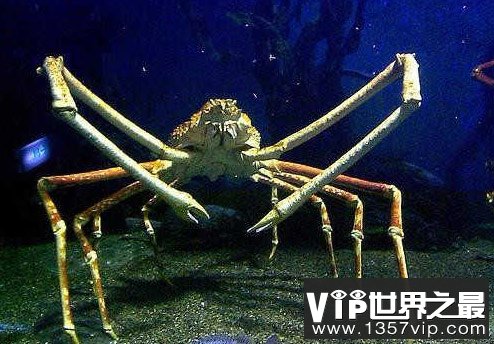 世界上最大的螃蟹：英国巨型螃蟹（长15米）