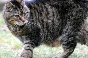 【世界上年龄最大的猫】世界上活的最久的猫
