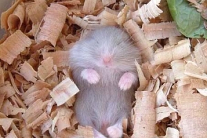 地球上冬眠时间最长的动物：睡鼠