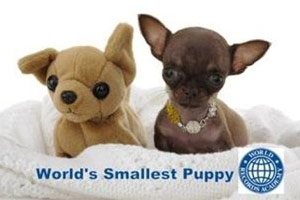 世界上最小的狗：仅有9.65厘米