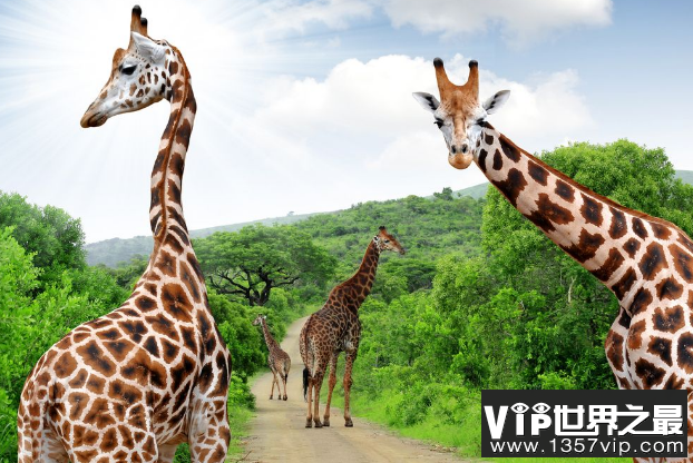 全球七大动物园排名 圣地亚哥动物园美国最大,第二无栅栏