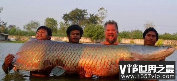 世界上最大巨骨舌鱼有多大