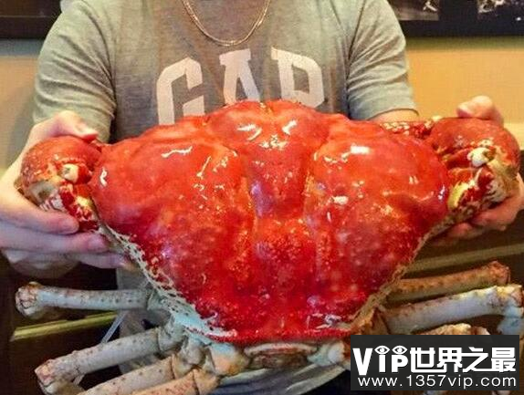 世界上最重的螃蟹