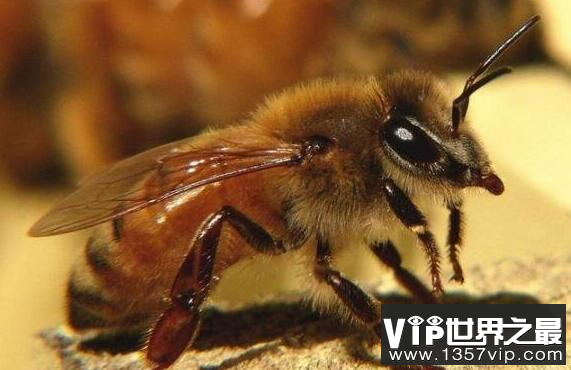 世界上最恐怖的大黄蜂