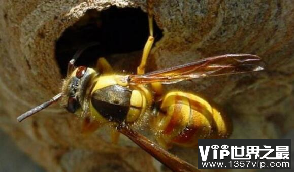 世界上最恐怖的大黄蜂