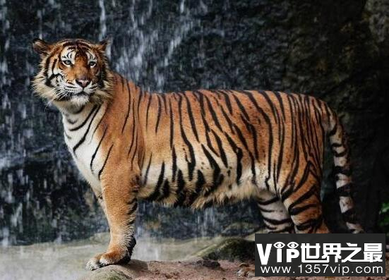 世界上最凶猛老虎排名