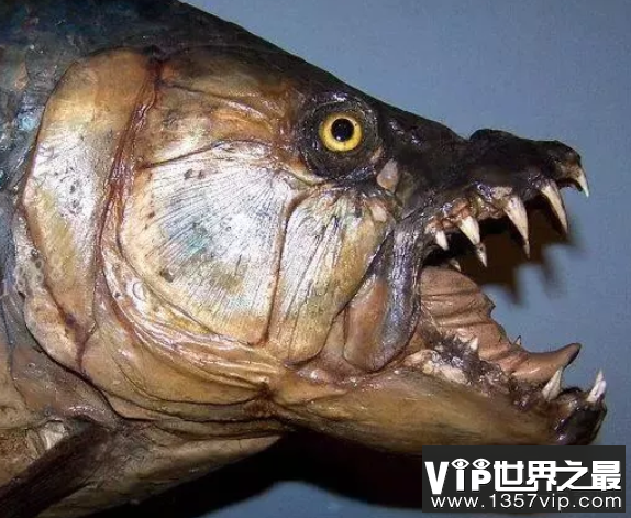 世界上最恐怖的鱼