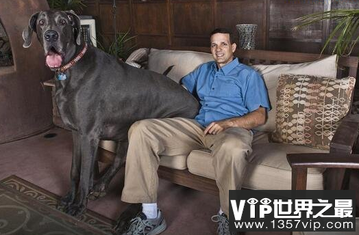 世界最高大的狗——大丹犬