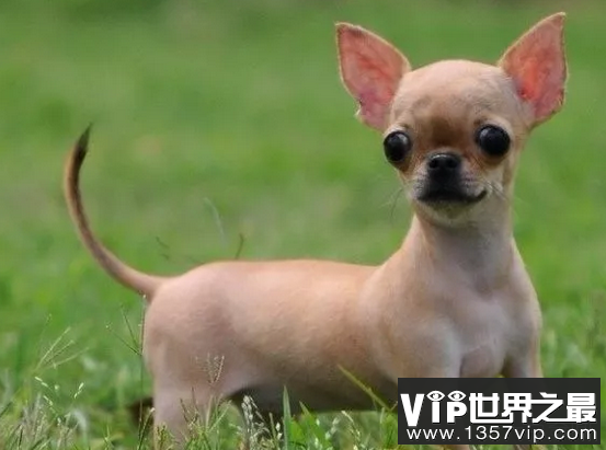 世界上最小的犬排名