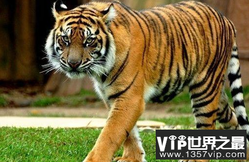 世界上最凶的老虎