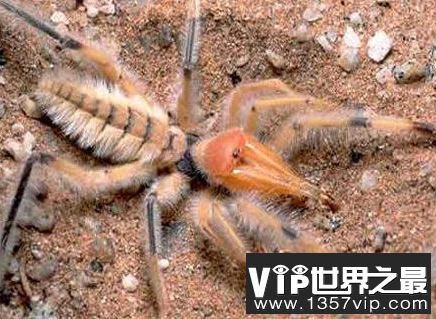 世界上最大的蜘蛛，可以捕鸟吞蛇