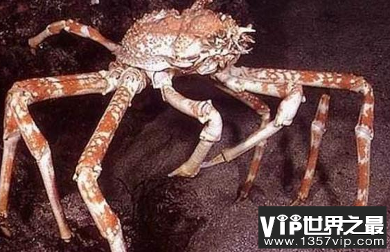世界上最大的螃蟹，俗称杀人蟹