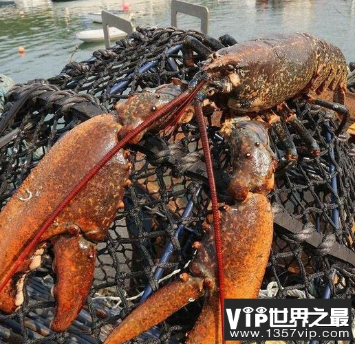 世界上最大的龙虾，长1.2米重达40斤