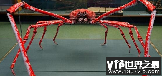 世界上最大的螃蟹，腿长15米
