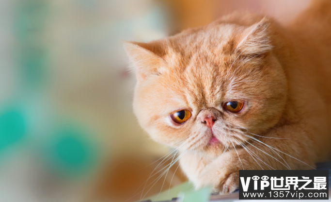 世界上最温顺的动物猫排行