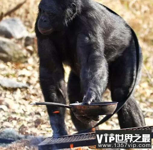 世界上最聪明的猩猩