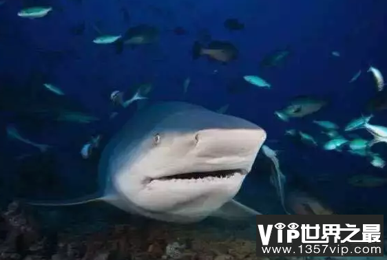 世界上最厉害的鲨鱼