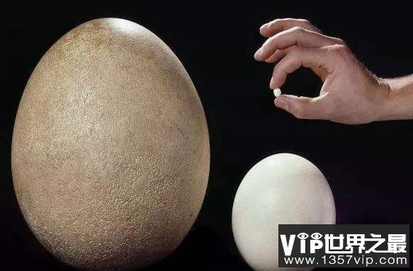 世界上最小的鸟蛋