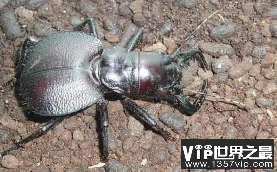 世界上最大的食肉甲虫：大王虎甲
