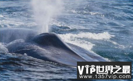 世界上最大的动物蓝鲸可以长到33米,重量超过180吨