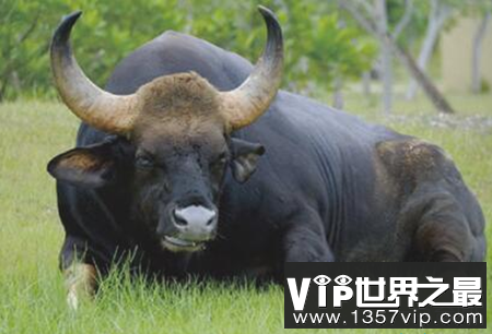 世界上最大的牛-印度野牛的肩高可达2.2米,体重可达1225公斤