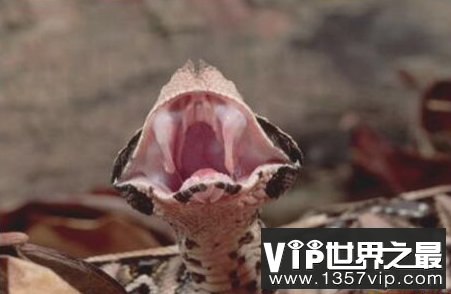 世界上最长有毒牙齿的蛇在咬猎物后不会释放它们