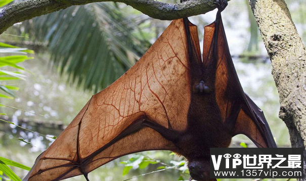 世界上最大的蝙蝠马来狐狸翅膀长达1.8米,喜欢吃水果