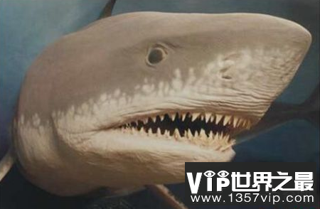 历史上最大的鲨鱼大齿鲨大约有19米长,以捕捉鲸鱼