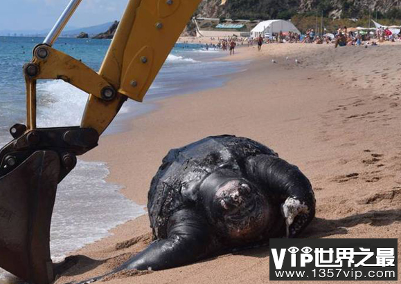 世界上最大的海龟长超过2.5米,死于误食塑料