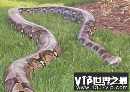 世界上最长的蛇网巨可以吞下12米以上的人类