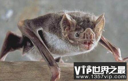 世界上最危险的蝙蝠会吸食人类的血液来传播疾病