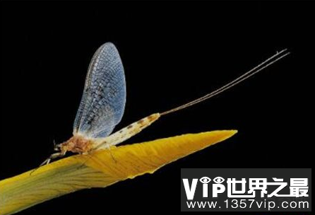 世界上生命最短的昆虫只存活不到一天