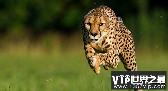 世界上最快的动物猎豹以每小时120公里的速度跑