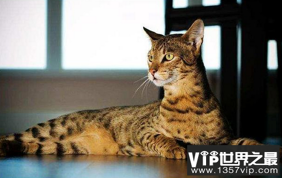 世界上最昂贵的猫Ashra猫每年以24000美元的价格出售