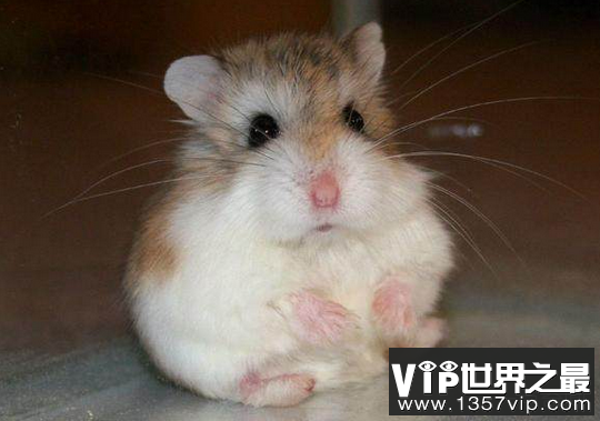 世界上最小的仓鼠只比硬币长3厘米