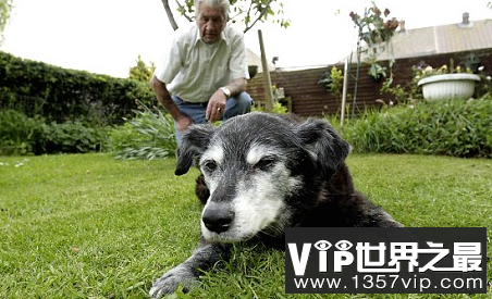 世界上最古老的狗生活在29岁,相当于203岁