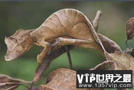 世界上最伪装的蜥蜴可以完美地模拟枯叶的形状