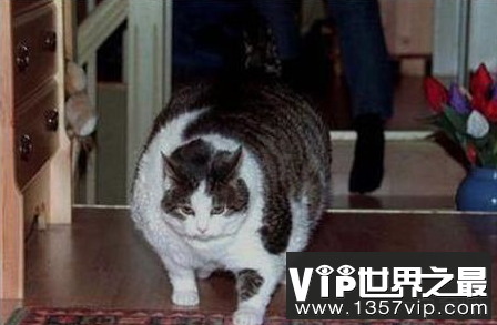 世界上最胖的猫重23公斤,还在吃东西