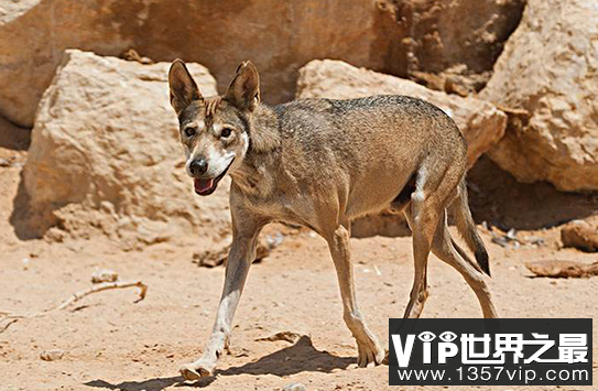 世界上最小的狼,阿拉伯狼,只有半米高