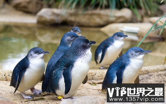 世界上最小的企鹅和蓝色企鹅不到半米高,有美丽的蓝色羽毛
