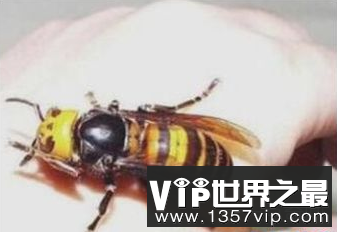 世界上最大的蜜蜂-日本大黄蜂-长4厘米,有的刺痛