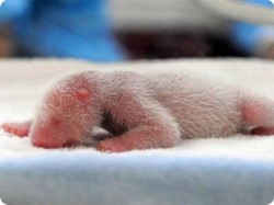 世界上最小的熊猫幼崽有一个蛋那么大！